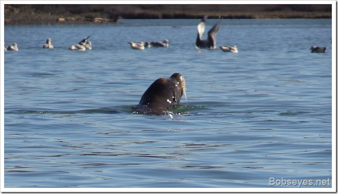 sealion