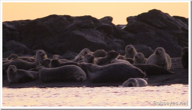 seals