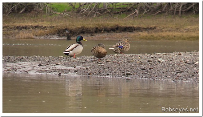 ducks