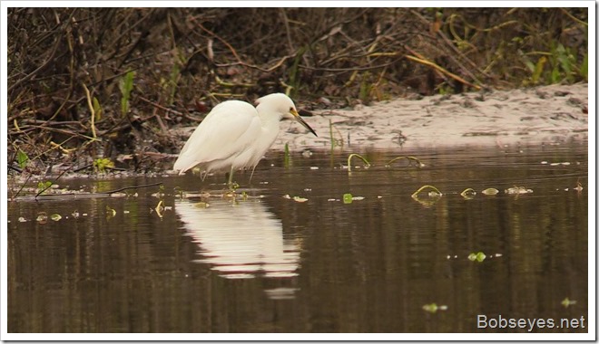 egret