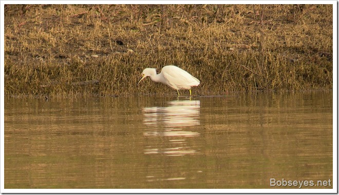 egret