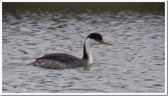 grebe