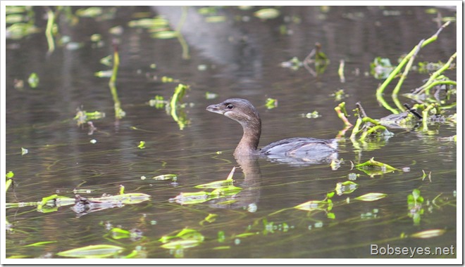 grebe