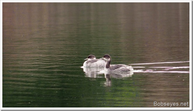 grebes