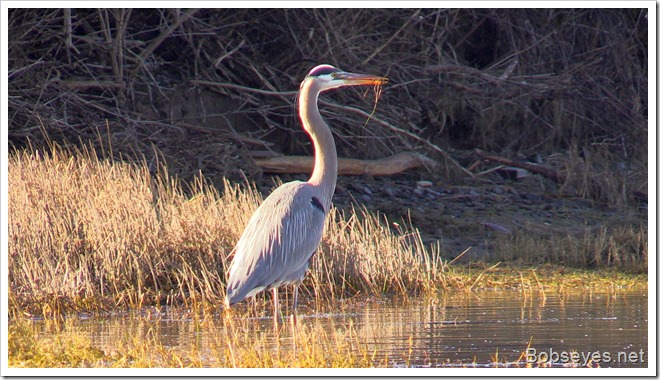 heron