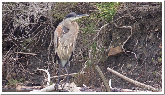 heron