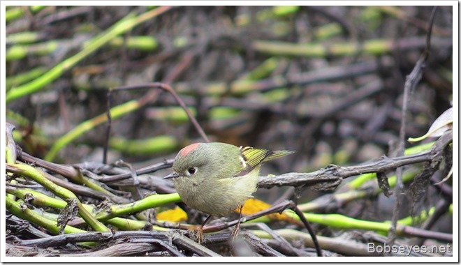 kinglet