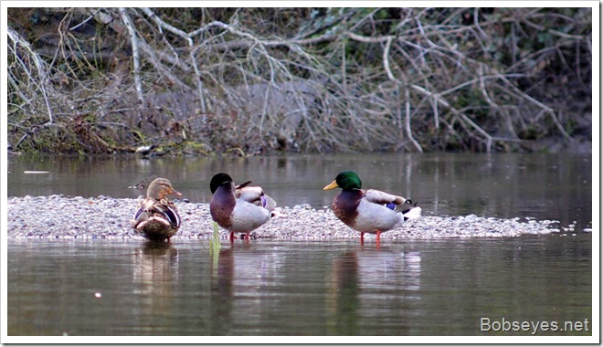 mallards