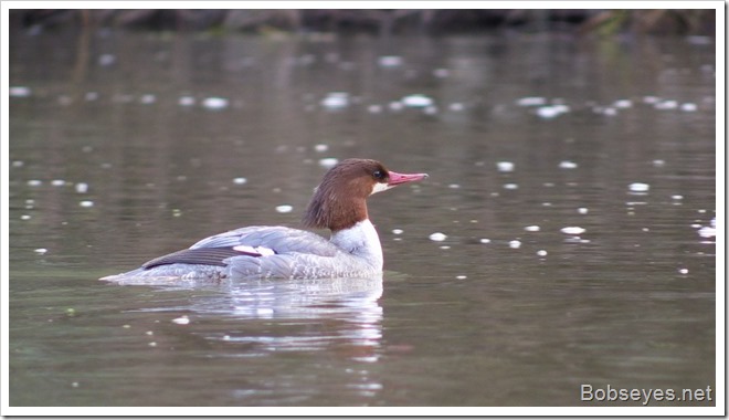 merganser