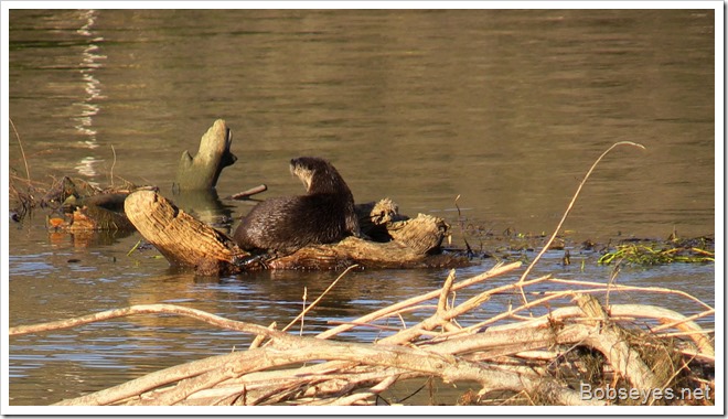 otter