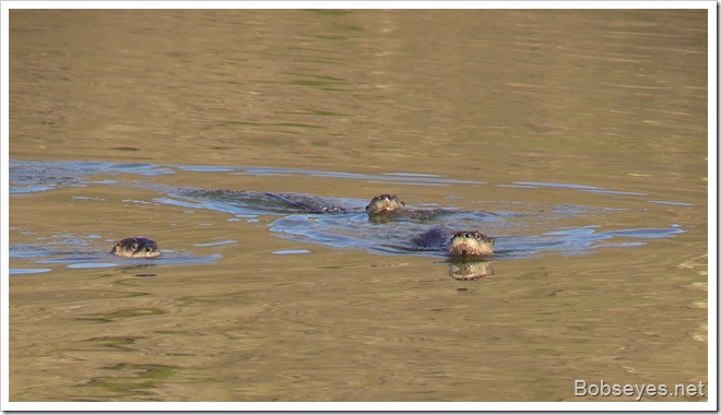 otters3