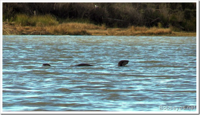 otters