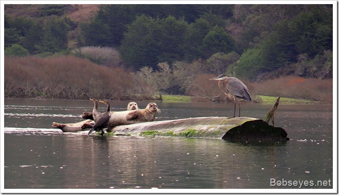 seals