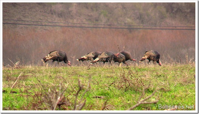 wildturkeys