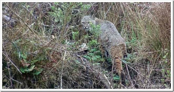 bobcat2