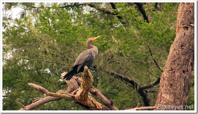 cormorant