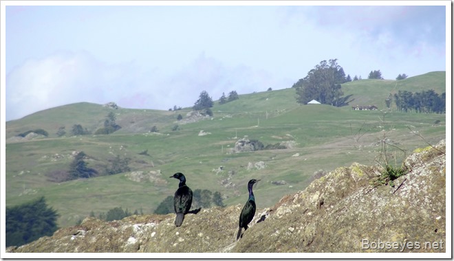 cormorants