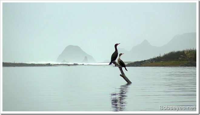 cormorants