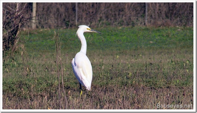 egret