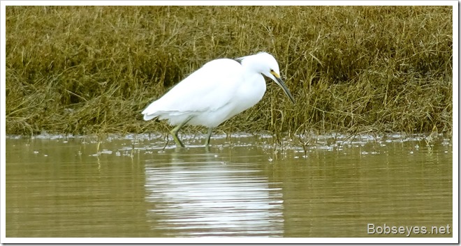 egret