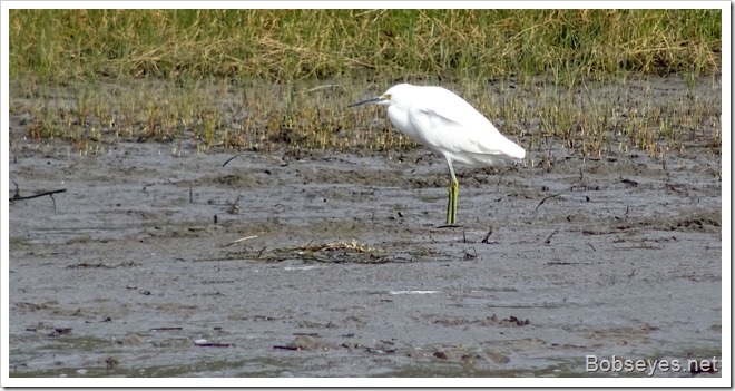 egret