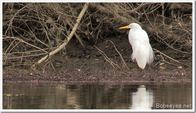 egret