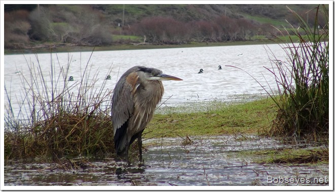 heron