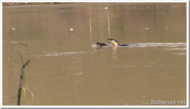 otters