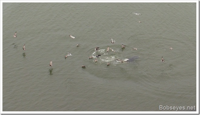 seagulls