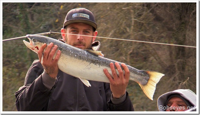 steelhead