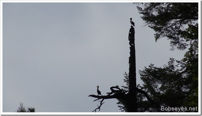 cormorants