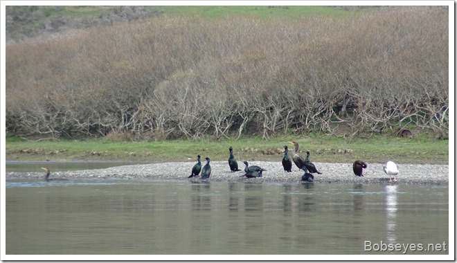 cormorants