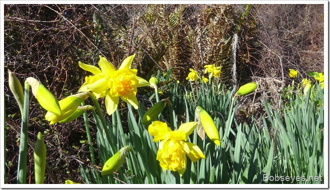 daffs