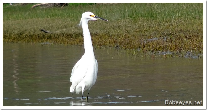 egret2