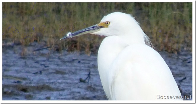 egret2