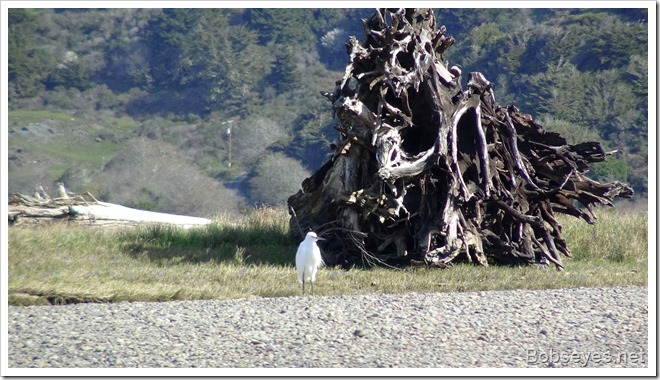 egret