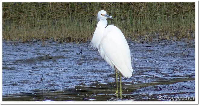 egret