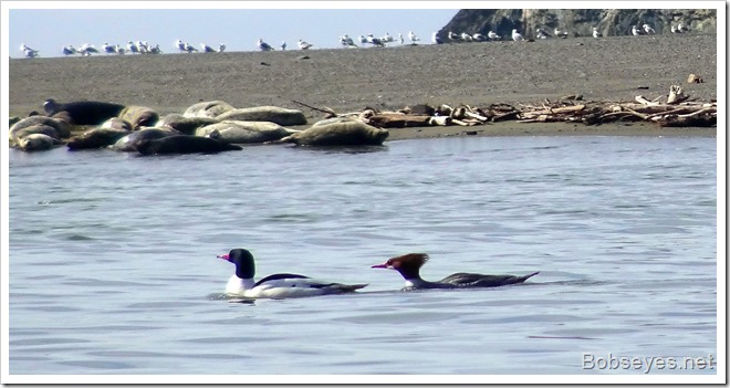 gansers