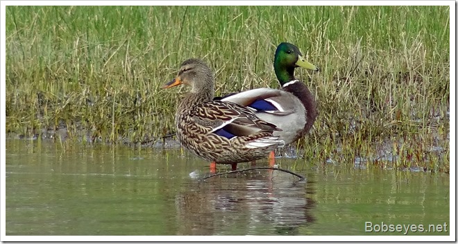 mallards