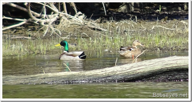 mallards