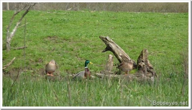 mallards