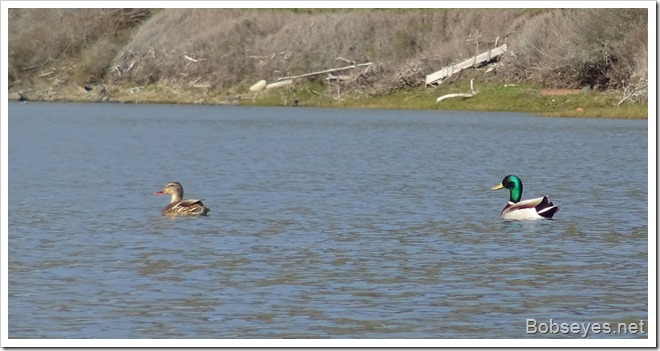 mallards