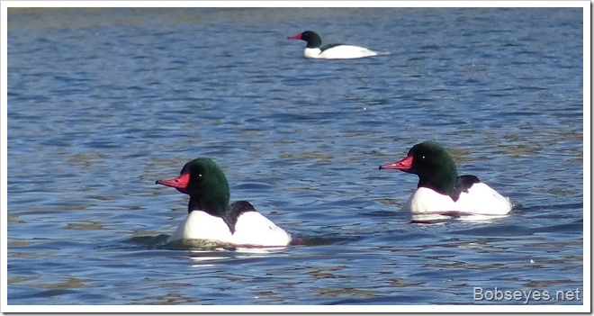 merganser