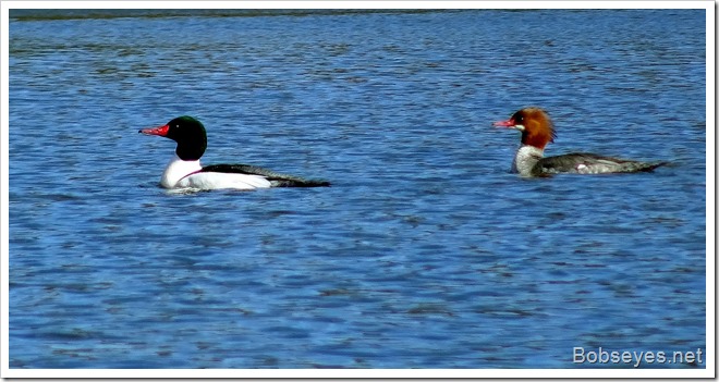 mergansers