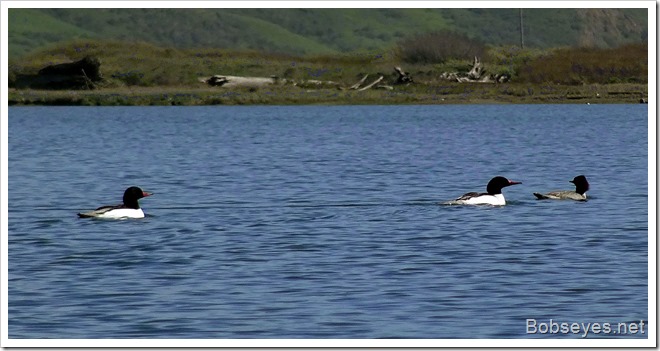 mergansers