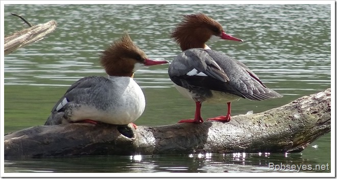 mergansers