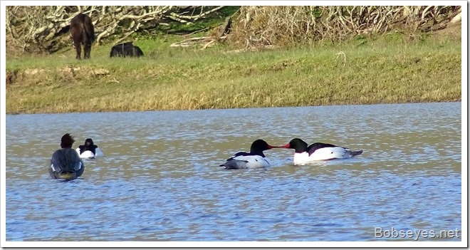 mergansers