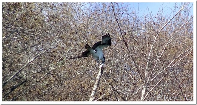 osprety