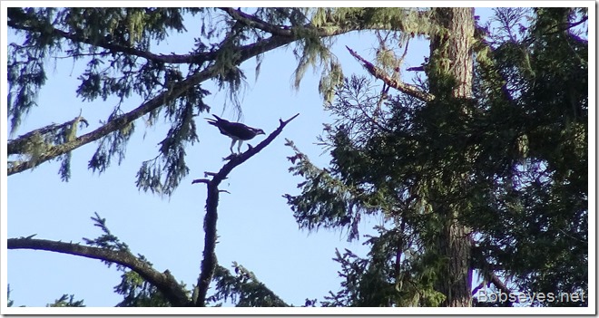 osprey