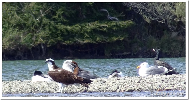 osprey